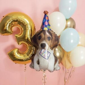 Композиция из шаров - Хвостатый гав